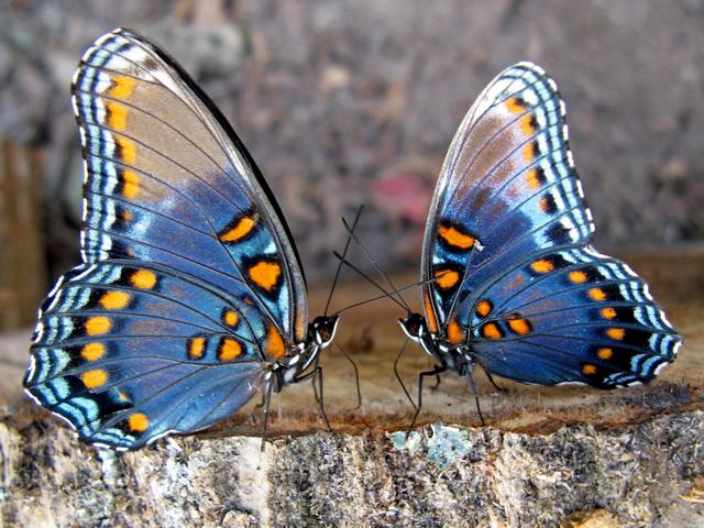 Все о бабочках в Барнауле | ЗооТом портал о животных