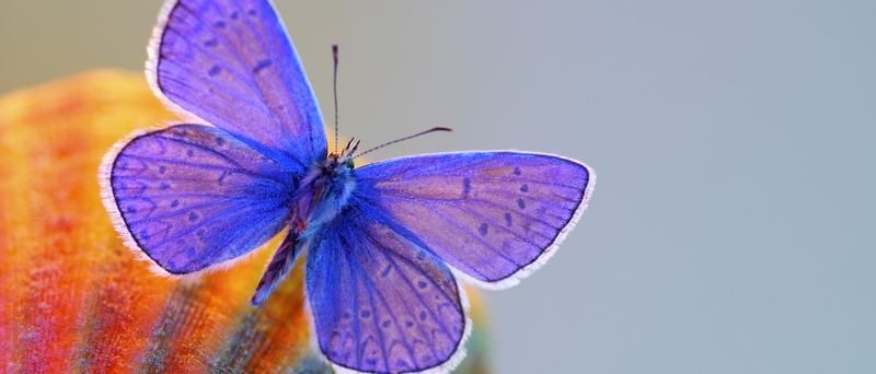 Все о бабочках в Барнауле | ЗооТом портал о животных