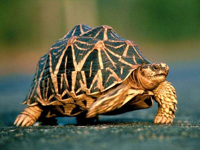 Все о черепахах в Барнауле | ЗооТом портал о животных