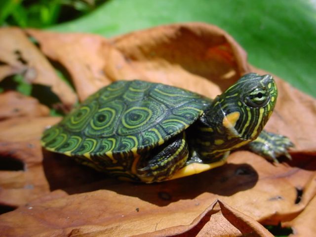 Породы черепах в Барнауле | ЗооТом портал о животных