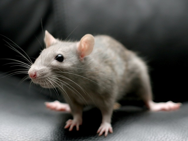Все о крысах в Барнауле | ЗооТом портал о животных