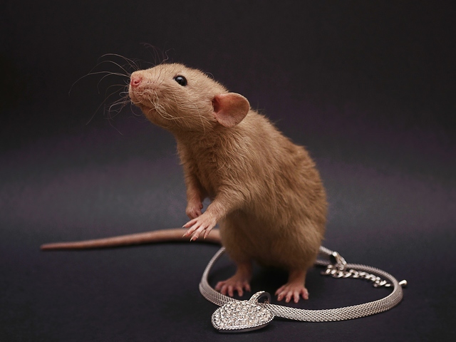 Породы крыс | ЗооТом - продажа, вязка и услуги для животных в Барнауле