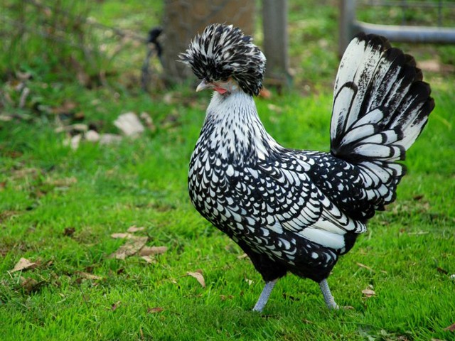 Породы куриц | ЗооТом - продажа, вязка и услуги для животных в Барнауле