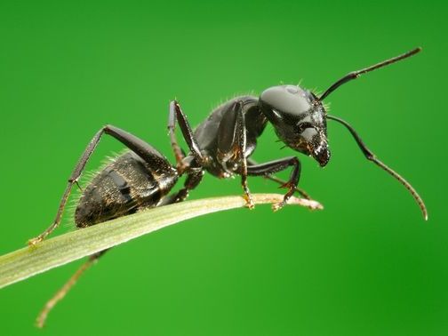 Все о муравьях в Барнауле | ЗооТом портал о животных