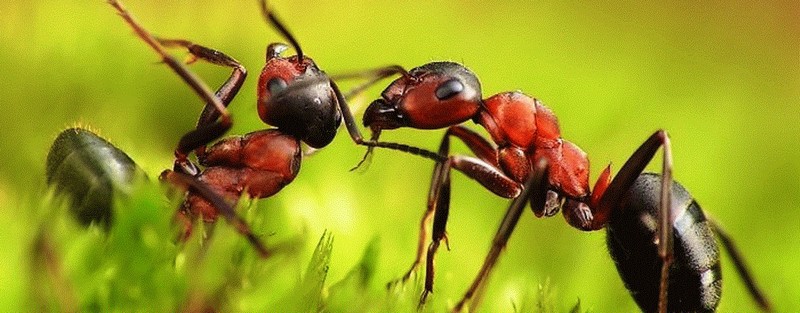 Все о муравьях в Барнауле | ЗооТом портал о животных