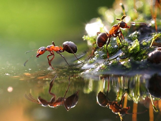 Породы муравьев в Барнауле | ЗооТом портал о животных