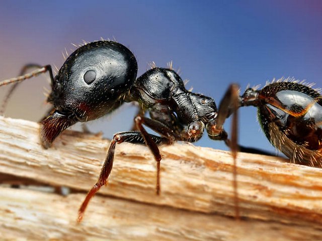 Породы муравьев в Барнауле | ЗооТом портал о животных