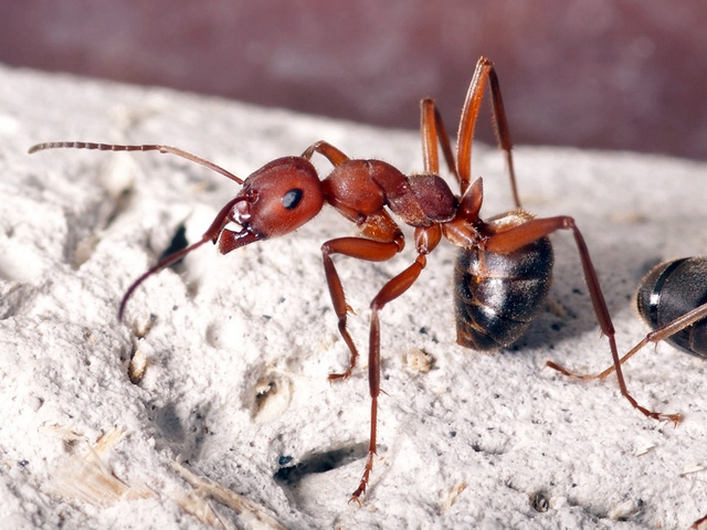 Содержание муравьев и уход за ними в Барнауле | ЗооТом портал о животных