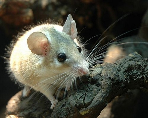 Все о мышах в Барнауле | ЗооТом - продажа, вязка и услуги для животных в Барнауле