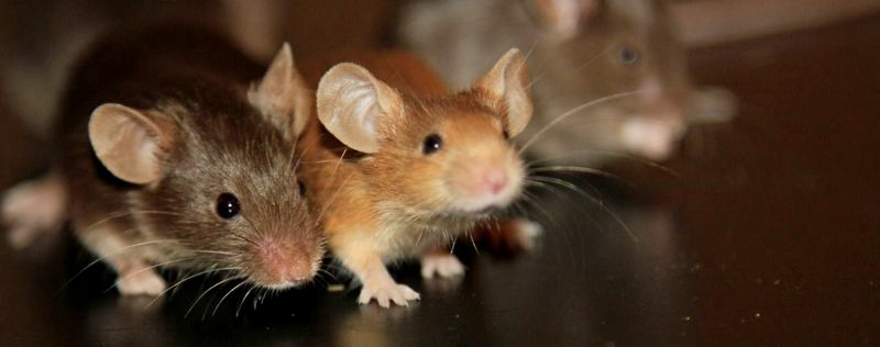 Все о мышах в Барнауле | ЗооТом - продажа, вязка и услуги для животных в Барнауле