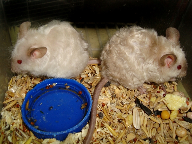Породы мышей | ЗооТом - продажа, вязка и услуги для животных в Барнауле