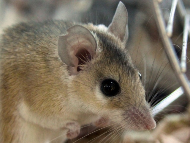 Содержание мышей и уход за ними в Барнауле | ЗооТом - продажа, вязка и услуги для животных в Барнауле