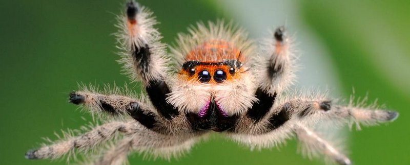 Все о пауках в Барнауле | ЗооТом портал о животных