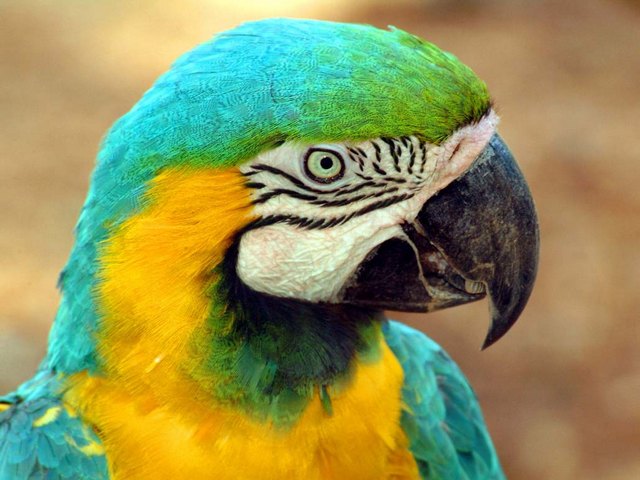 Все о попугаях в Барнауле | ЗооТом портал о животных