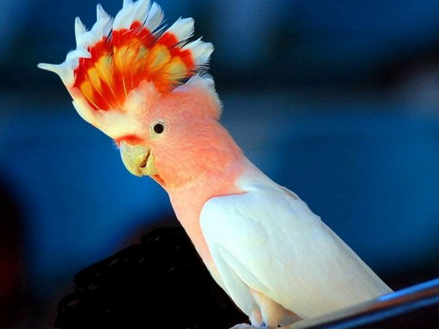 Породы попугаев | ЗооТом - продажа, вязка и услуги для животных в Барнауле