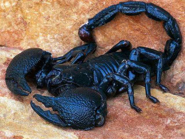 Все о скорпионах в Барнауле | ЗооТом портал о животных