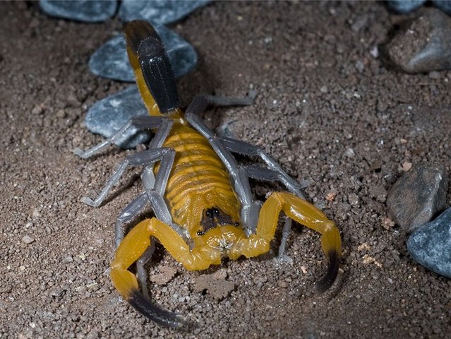 Содержание скорпионов и уход за ними в Барнауле | ЗооТом портал о животных