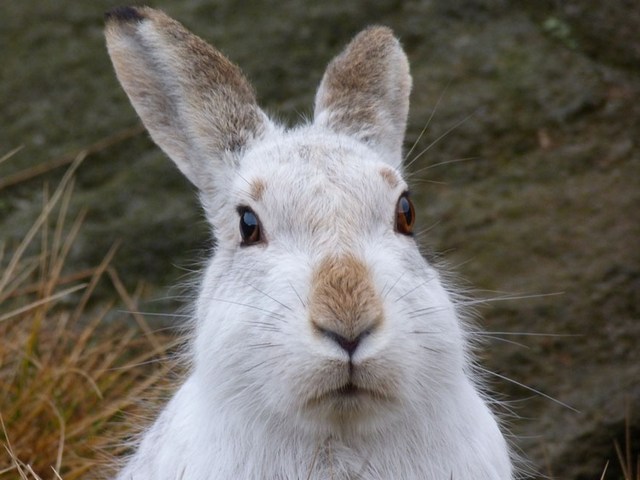 Содержание зайцев и уход за ними | ЗооТом - продажа, вязка и услуги для животных в Барнауле