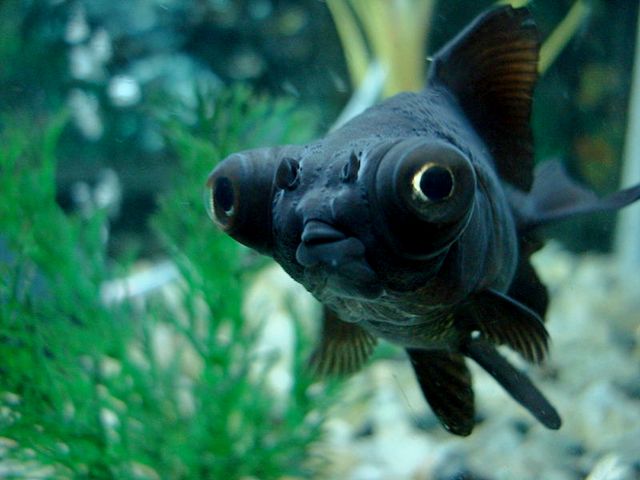 Породы аквариумных рыбок в Барнауле | ЗооТом портал о животных