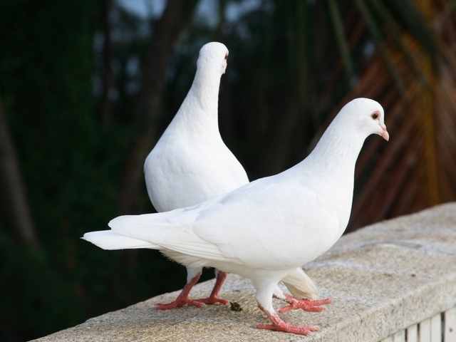 Все о голубях | ЗооТом - продажа, вязка и услуги для животных в Барнауле