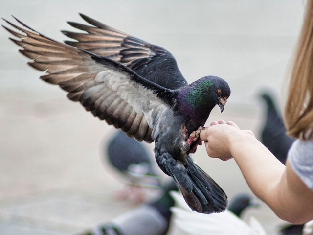 Все о голубях | ЗооТом - продажа, вязка и услуги для животных в Барнауле