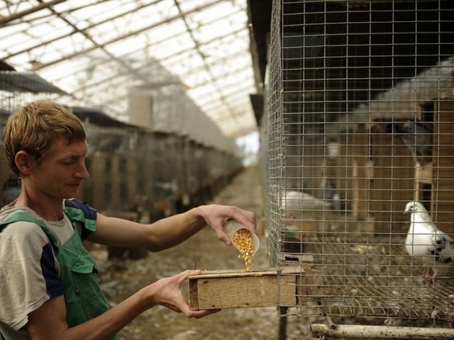 Содержание голубей и уход за ними | ЗооТом - продажа, вязка и услуги для животных в Барнауле