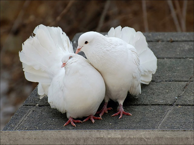 Содержание голубей и уход за ними в Барнауле
