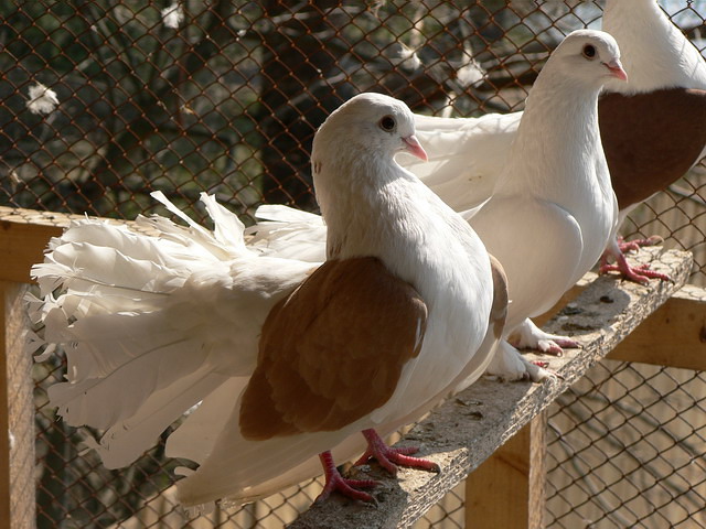 Содержание голубей и уход за ними в Барнауле