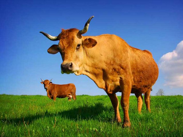 Все о коровах в Барнауле | ЗооТом портал о животных