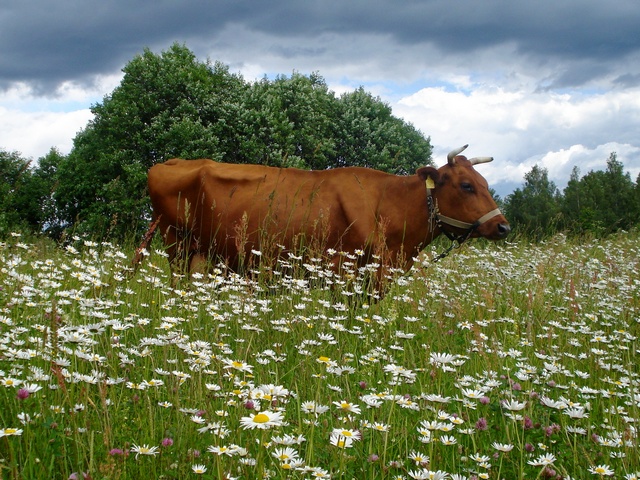 Все о коровах в Барнауле | ЗооТом портал о животных