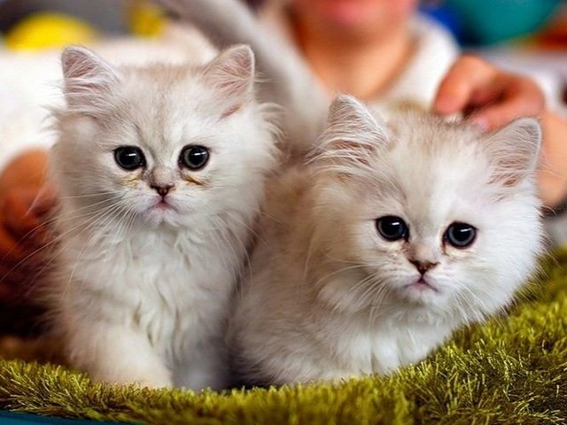 Породы кошек в Барнауле | ЗооТом портал о животных