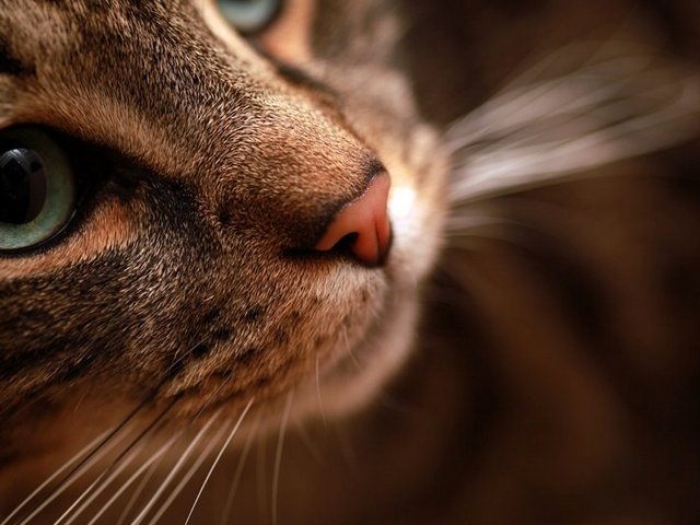Статьи о кошках в Барнауле | ЗооТом портал о животных