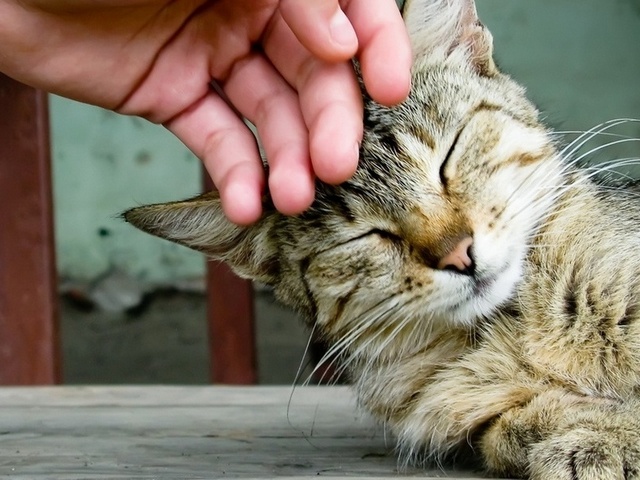 Интересные статьи о кошках в Барнауле | ЗооТом портал о животных
