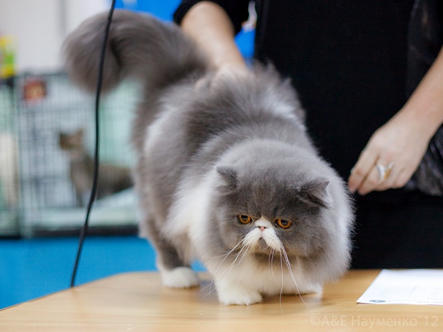 Выставки кошек в Барнауле | ЗооТом портал о животных