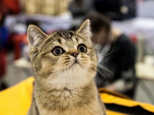 Выставки кошек в Барнауле | ЗооТом портал о животных