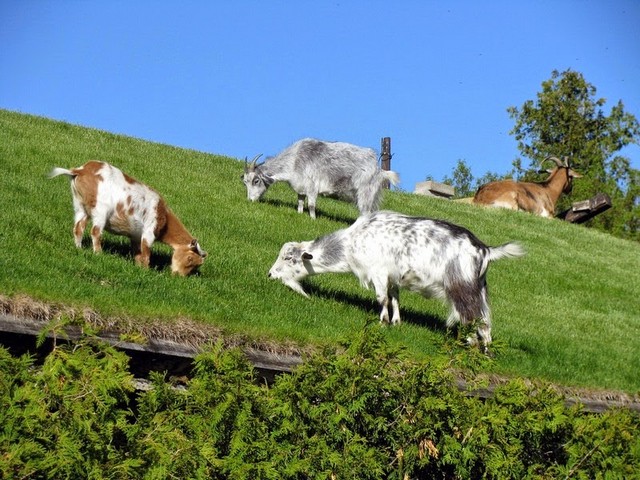 Все о козах в Барнауле | ЗооТом портал о животных