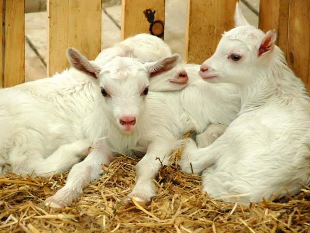 Содержание коз и уход за ними в Барнауле | ЗооТом портал о животных