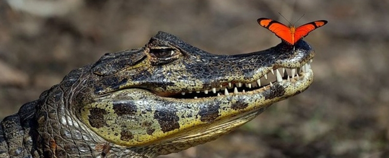 Все о крокодилах в Барнауле | ЗооТом портал о животных