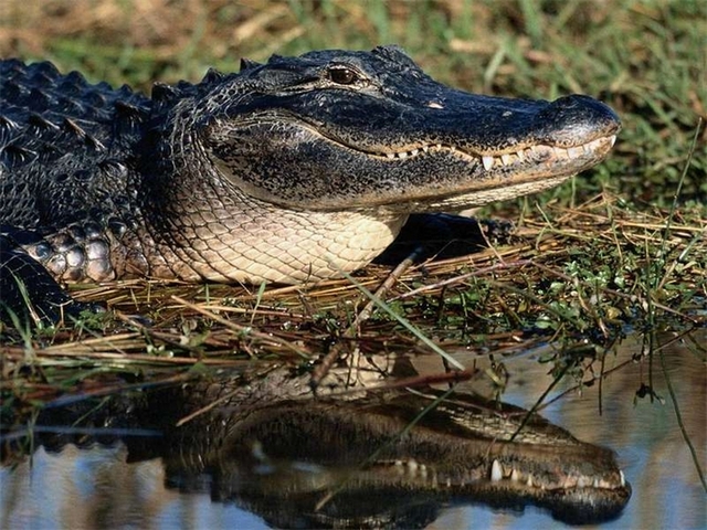 Породы крокодилов в Барнауле | ЗооТом портал о животных