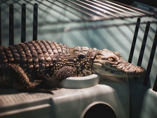 Содержание крокодилов и уход за ними в Барнауле | ЗооТом портал о животных