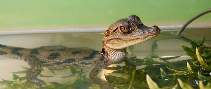 Содержание крокодилов и уход за ними в Барнауле | ЗооТом портал о животных
