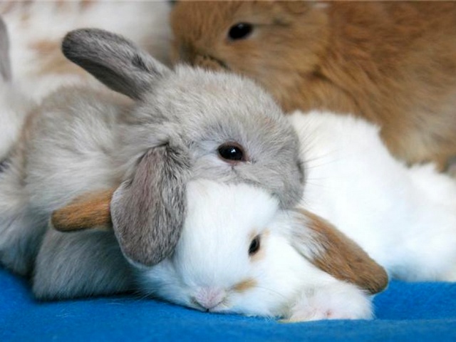 Статьи о кроликах в Барнауле | ЗооТом портал о животных