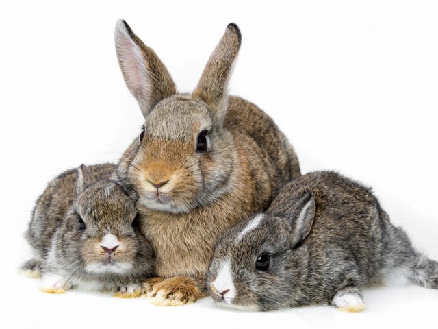 Все о кроликах в Барнауле | ЗооТом портал о животных