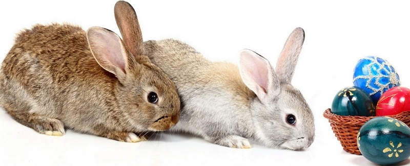 Все о кроликах в Барнауле | ЗооТом портал о животных