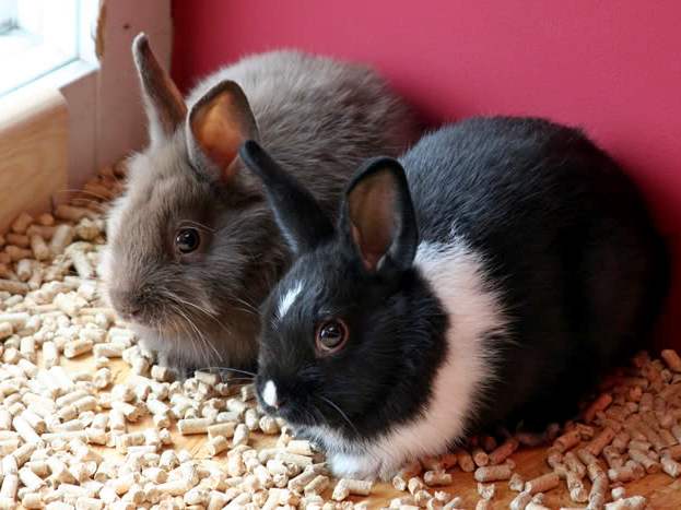 Содержание кроликов и уход за ними в Барнауле | ЗооТом портал о животных