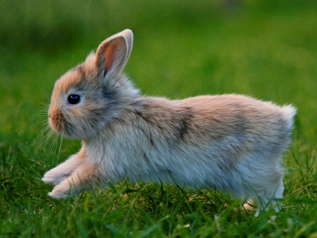 Статьи о кроликах в Барнауле | ЗооТом портал о животных