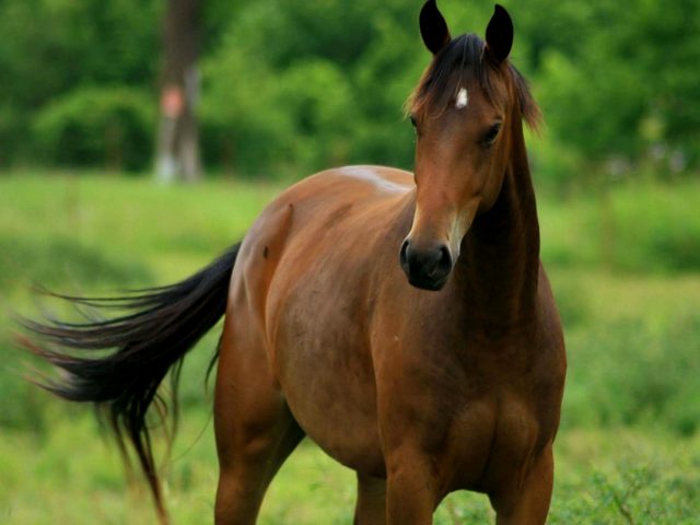 Содержание лошадей и уход за ними в Барнауле | ЗооТом портал о животных