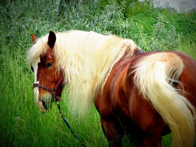 Породы лошадей в Барнауле | ЗооТом портал о животных