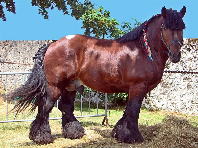 Породы лошадей в Барнауле | ЗооТом портал о животных