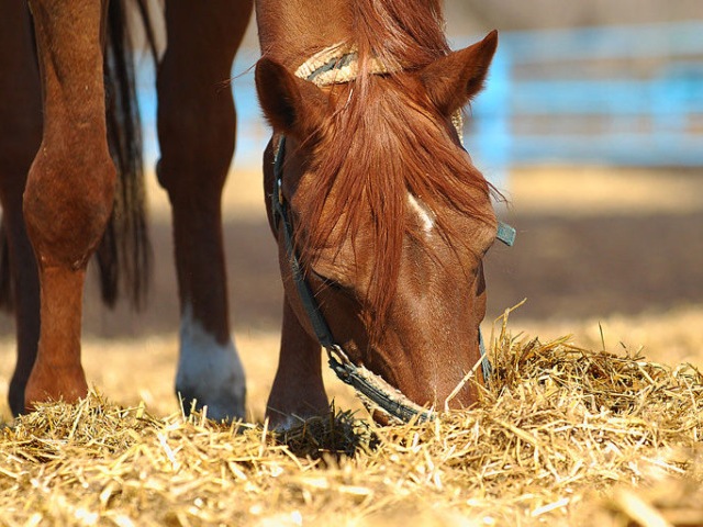 Содержание лошадей в Барнауле | ЗооТом портал о животных